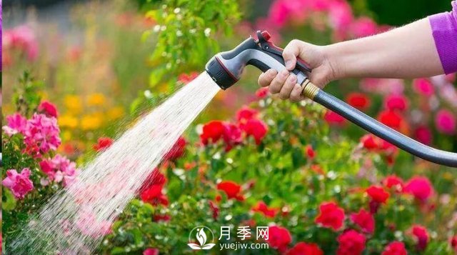 封閉陽臺養(yǎng)好月季花？室內(nèi)陽臺養(yǎng)月季的4大注意事項(圖2)