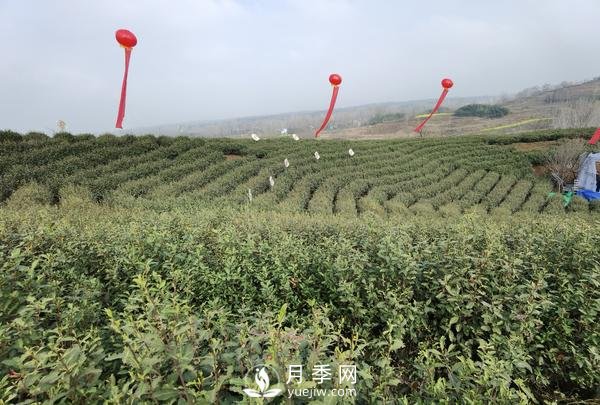 南陽桐柏：淮河源頭產(chǎn)好茶 生態(tài)茶園美如畫(圖3)