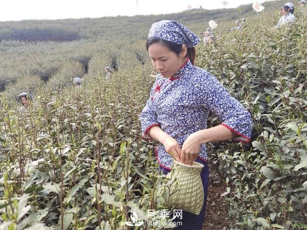 南陽桐柏：淮河源頭產(chǎn)好茶 生態(tài)茶園美如畫(圖2)