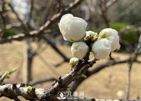 河南省氣象局發(fā)布花期地圖 洛陽牡丹花4月3日進入初花期(圖2)