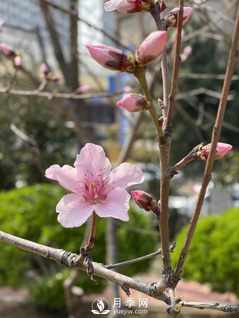 河南省氣象局發(fā)布花期地圖 洛陽牡丹花4月3日進入初花期(圖3)