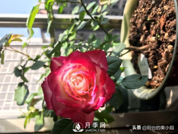 八種小白花友也能駕馭的月季品種(圖1)