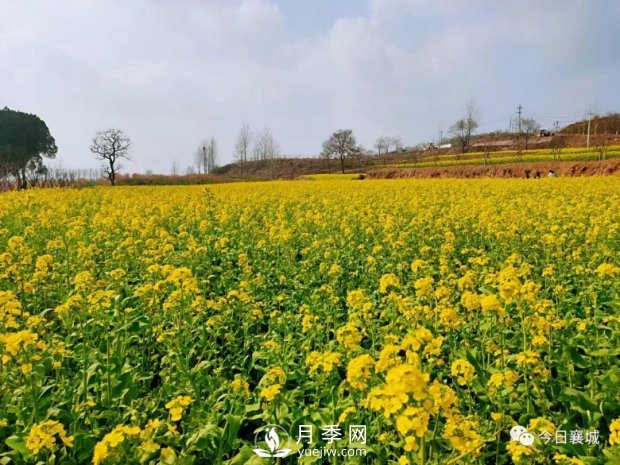 許昌襄城第四屆首山油菜花旅游文化節(jié)(圖3)