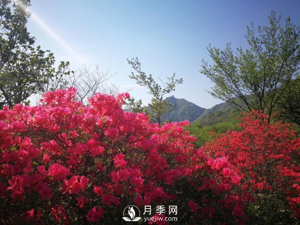 南陽美景：聞香賞花 莫負(fù)春光(圖3)