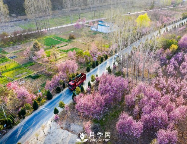 南陽美景：聞香賞花 莫負(fù)春光(圖2)