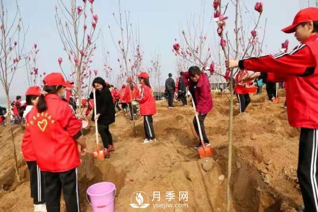 南召玉蘭：義務(wù)植樹(shù)7萬(wàn)余株 共建綠色家園(圖1)