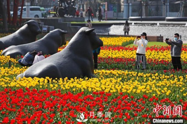 上海：民眾戶(hù)外賞花郁金香感受生活(圖1)