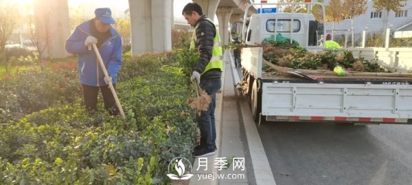 鄭州計劃打造37公里鮮花高架橋(圖2)