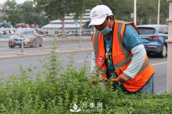 鄭州計劃打造37公里鮮花高架橋(圖1)