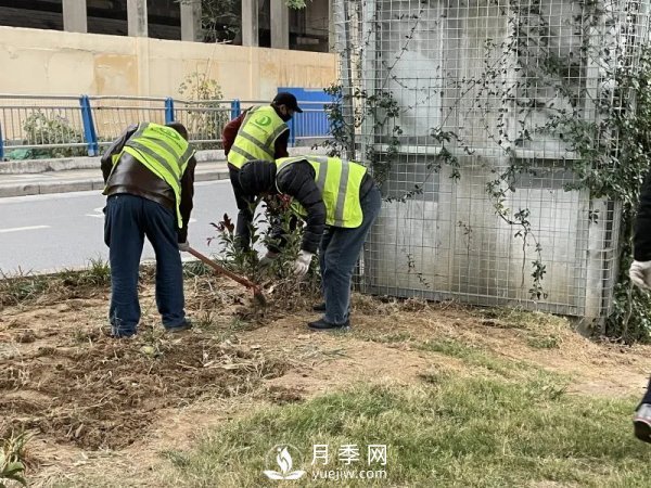 鄭州計劃打造37公里鮮花高架橋(圖4)