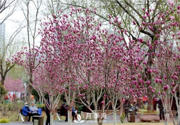 “綠滿商都 花繪鄭州”經(jīng)緯廣場(chǎng)2021玉蘭文化展(圖1)