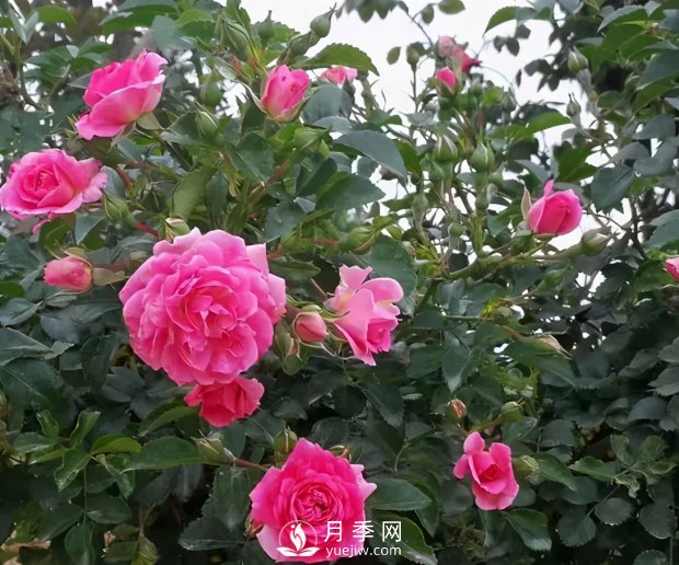 安徽阜陽(yáng)網(wǎng)紅打卡地誕生：阜南恒居月季花海等您來(lái)！(圖2)