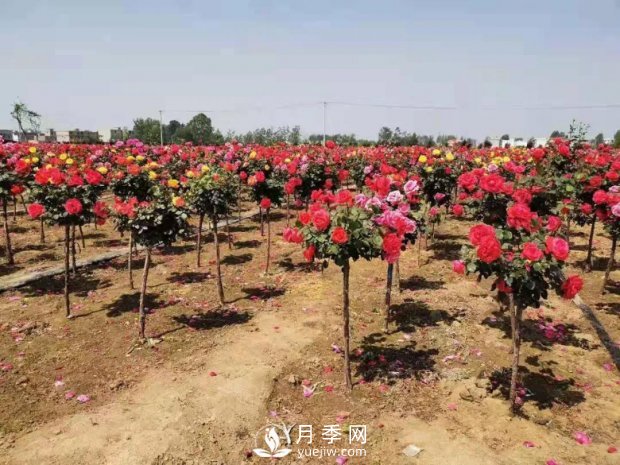 安徽阜陽(yáng)網(wǎng)紅打卡地誕生：阜南恒居月季花海等您來(lái)！(圖1)