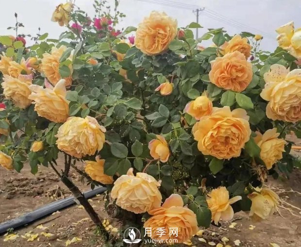 安徽阜陽(yáng)網(wǎng)紅打卡地誕生：阜南恒居月季花海等您來(lái)！(圖3)