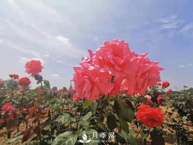 安徽阜陽(yáng)網(wǎng)紅打卡地誕生：阜南恒居月季花海等您來(lái)！(圖4)