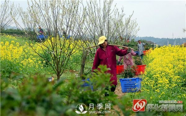 懷化靖州：苗木俏銷(xiāo) 綠色富民(圖1)