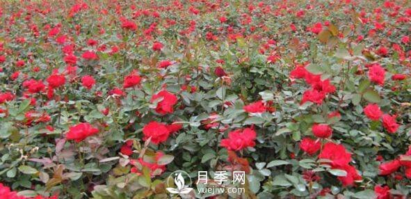 南陽紅帽子月季基地批發(fā)(圖5)