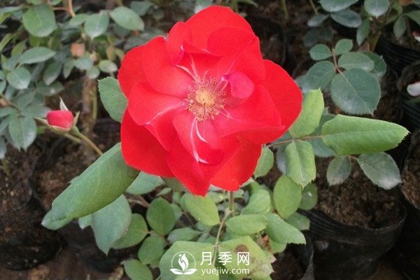 莫海姆豐花月季的種植方法你知道了嗎？(圖1)