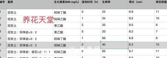 1種酸泡2小時，月季扦插生根快，白根長10厘米，生根13條(圖5)