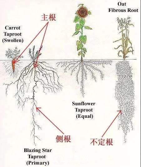 苗木養(yǎng)護(hù)，詳細(xì)的『植物根部』知識(shí)普及！(圖2)