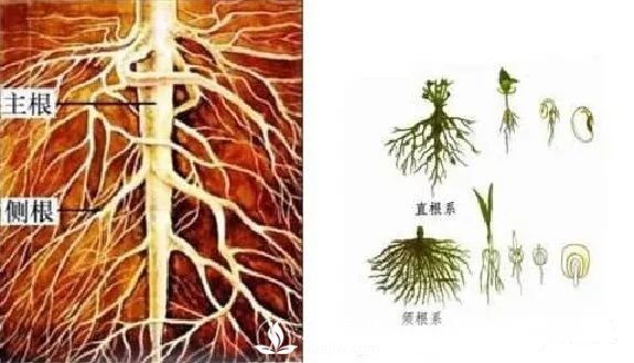 苗木養(yǎng)護(hù)，詳細(xì)的『植物根部』知識(shí)普及！(圖3)