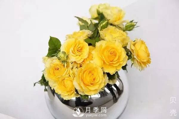 推薦7個經(jīng)典的黃色月季品種(圖3)