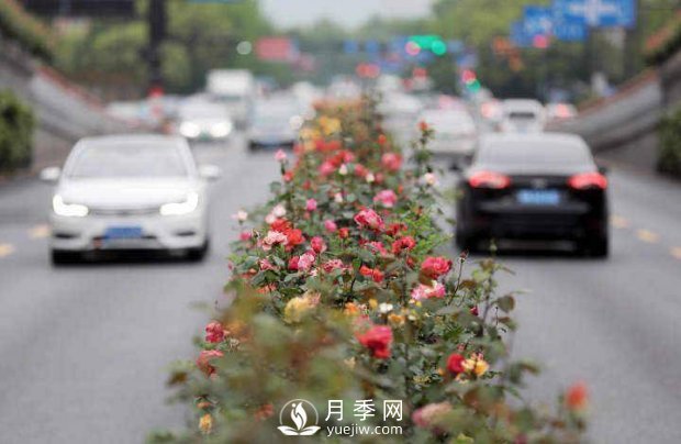 連日陰雨，杭州高架花廊的月季能如期盛開(kāi)嗎？4月中旬盛開(kāi)(圖3)