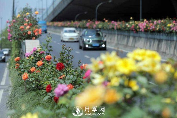 連日陰雨，杭州高架花廊的月季能如期盛開(kāi)嗎？4月中旬盛開(kāi)(圖2)