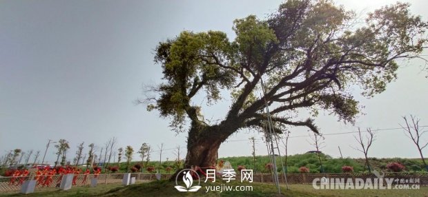 江西省南昌縣涇口鄉(xiāng)舉辦首屆鄉(xiāng)村振興發(fā)展大會(圖7)