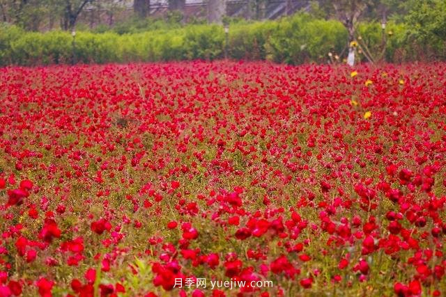 四川南允30萬株豐花月季盛開，千姿百態(tài)等您來賞(圖1)