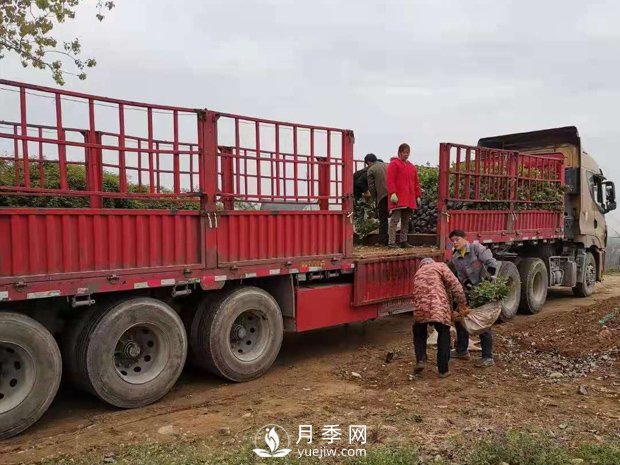 大花盆栽月季批發(fā)，粉扇.緋扇.口紅.金鳳凰(圖4)