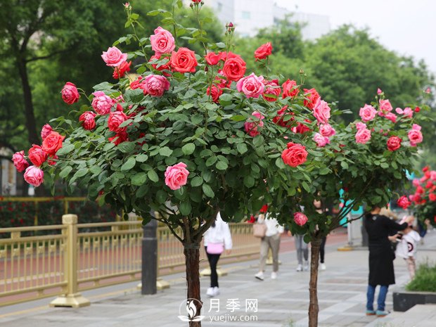 樹樁月季苗木(圖1)