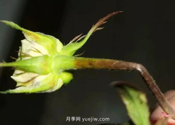 月季嫩枝花苞變彎，可能是莖蜂蟲害來了(圖1)