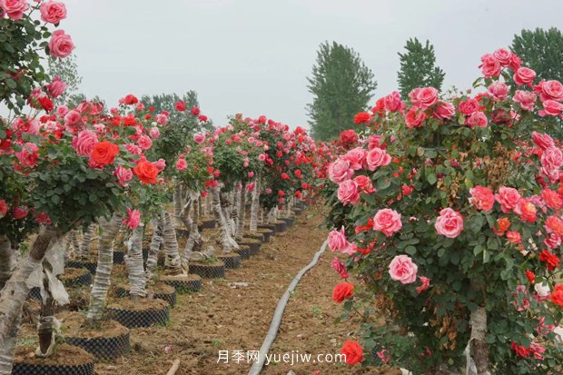 日漸火熱的“漂亮異樹”，你知道樹狀月季嗎？(圖1)