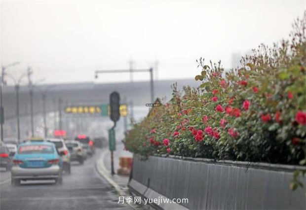 杭州高架月季進(jìn)入開放期，花開引領(lǐng)杭州月季美景(圖1)