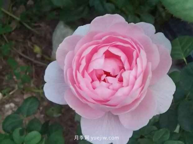 小菜園變身美麗的月季花園(圖1)