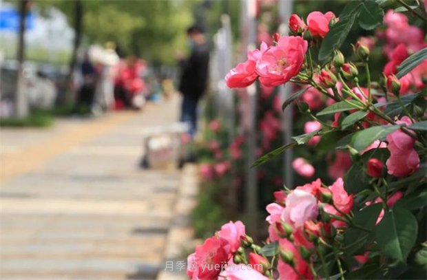 江西南昌：市花歸來錦繡春 洪城新貌月季香(圖1)