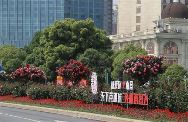 江西南昌：市花歸來錦繡春 洪城新貌月季香(圖3)