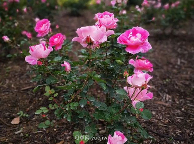 成都植物園也有月季園了，超美盛花期來啦(圖7)