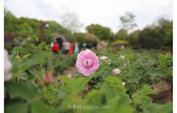 濃香月季綻放上海植物園(圖1)