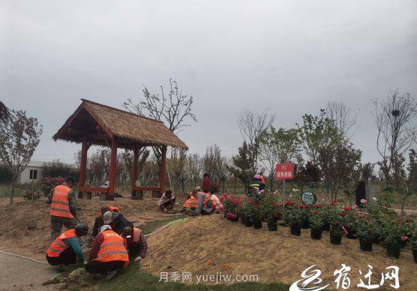 醉美泗陽，月季花海，第十一屆中國月季展覽會(huì)4月28日開幕(圖1)