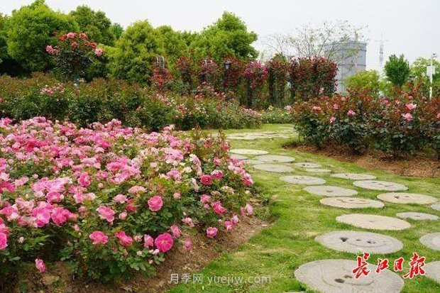 武漢滿街月季開放，近百座公園進(jìn)入盛花期(圖1)