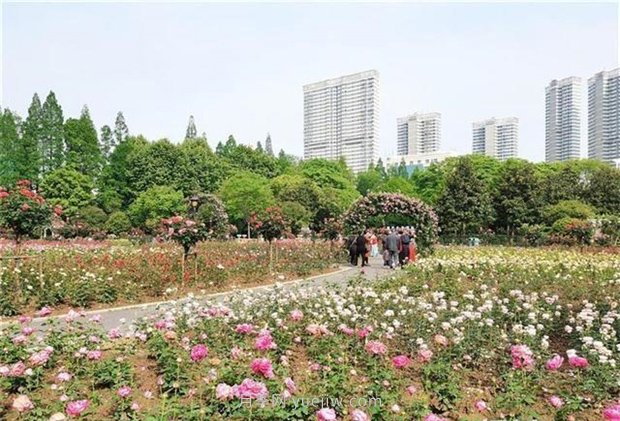 武漢市第十三屆月季展，青山和平公園等你來打卡(圖1)