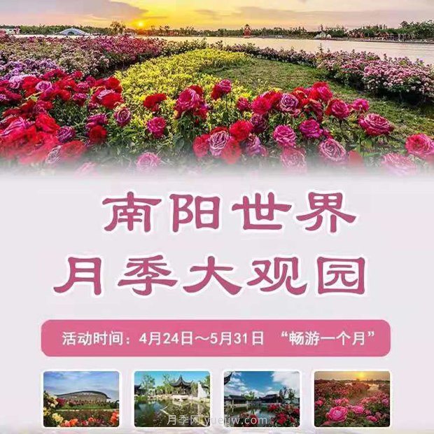 第十二屆南陽月季花會4月29日開幕，活動豐富多彩(圖1)