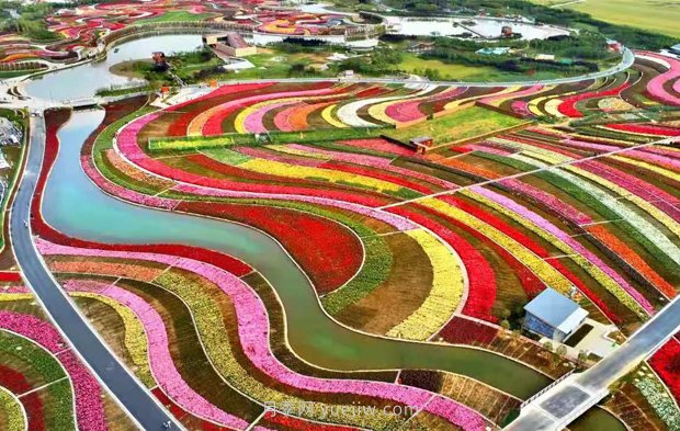 第十二屆南陽月季花會4月29日開幕，活動豐富多彩(圖2)