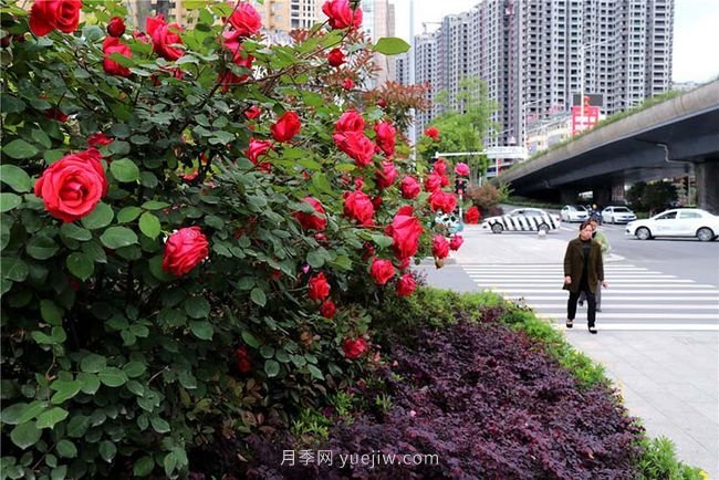 湖北十堰：樹狀月季盛開 扮靚城市街頭(圖3)