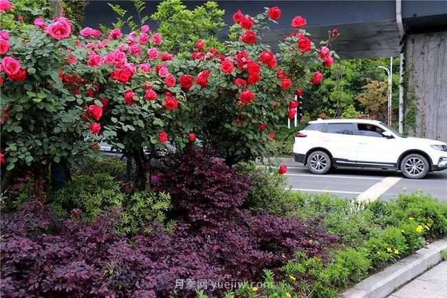 湖北十堰：樹狀月季盛開 扮靚城市街頭(圖4)