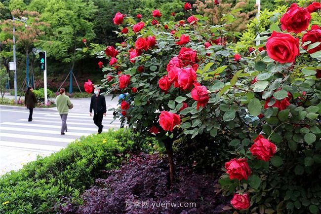 湖北十堰：樹狀月季盛開 扮靚城市街頭(圖1)