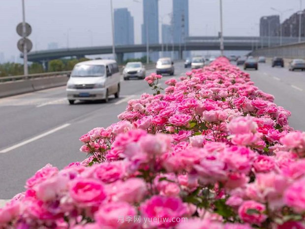 南陽月季美化武漢花城，百條道路月季開到爆街(圖1)