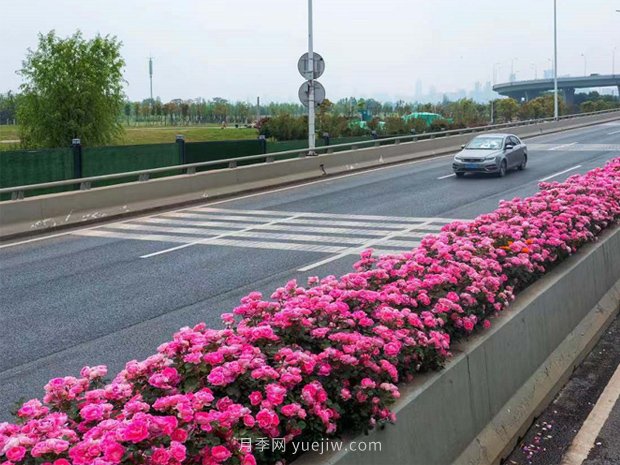 南陽月季美化武漢花城，百條道路月季開到爆街(圖3)